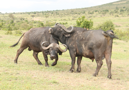 African buffaloes Kenya buffaloes