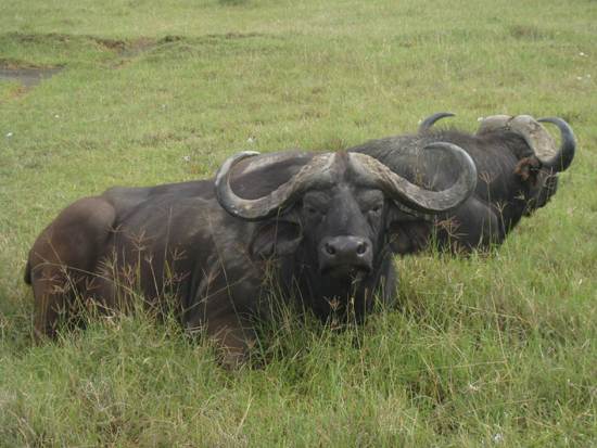 Buffaloes in Kenya Kenya Buffaloes