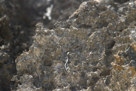 Zanzibar beach rocks Zanzibar beach rocks